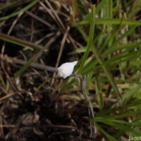 Utricularia caerulea L.